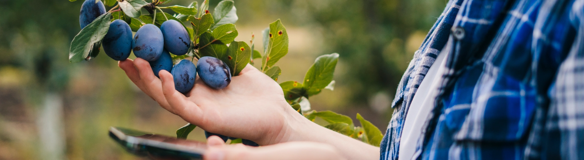 How to Build an IoT Data Platform for Agriculture?